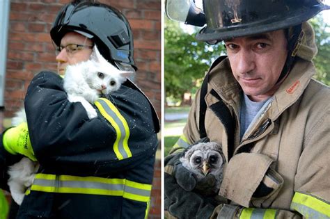 15 Bomberos que arriesgaron sus vidas para salvar a un animal | Panda Curioso