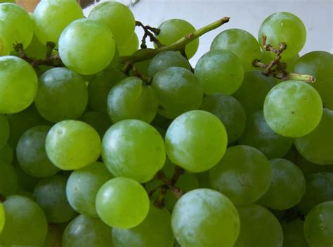 The Best Tasting Grape Varieties - Plant Them in Your Yard! - Eat Like ...