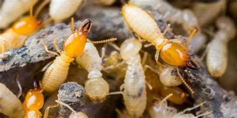 15 Best Ways to Kill Termites Naturally - In Drywall or Wood