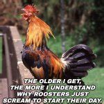 Rooster Meme Generator - Imgflip