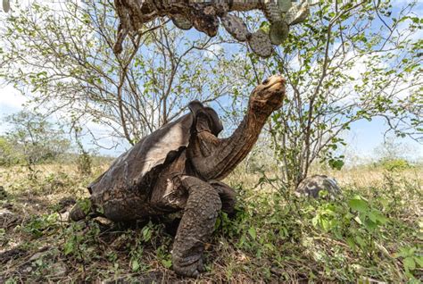 Home for the Holidays: Diego, the Famous Giant Tortoise, Goes Home After a Century | Galápagos ...