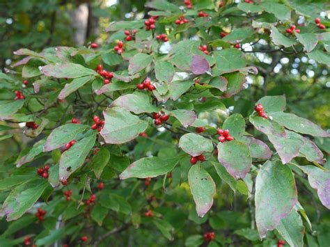 Flowering dogwood | Identify that Plant