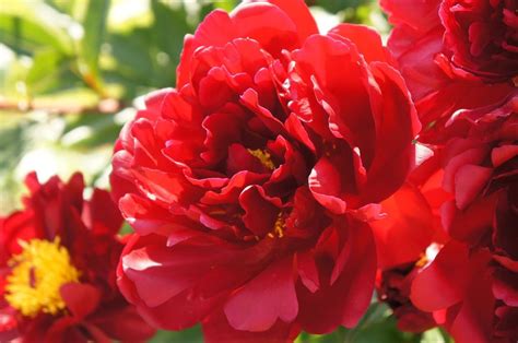 Planting Red Peonies – Learn About Growing Red Peony Flowers