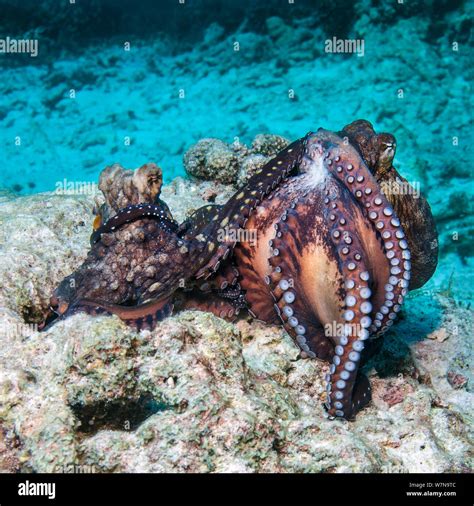 Octopus cyanea behaviour hi-res stock photography and images - Alamy