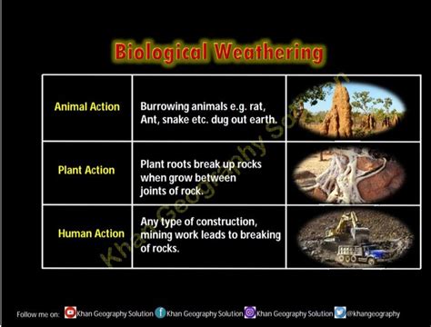 Biological weathering | Biological weathering, Geography lessons, Animal action