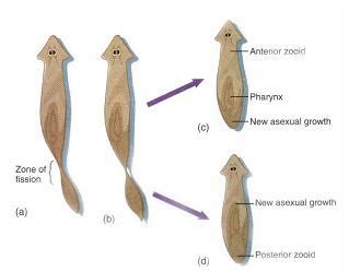 Platyhelminthes: Class Turbellaria