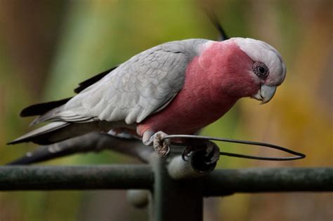 Recent Photos of Galah | BIRDS in BACKYARDS