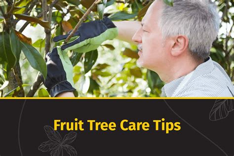 Interested in Fruit Trees? Here Are 8 Fruit Tree Care Tips