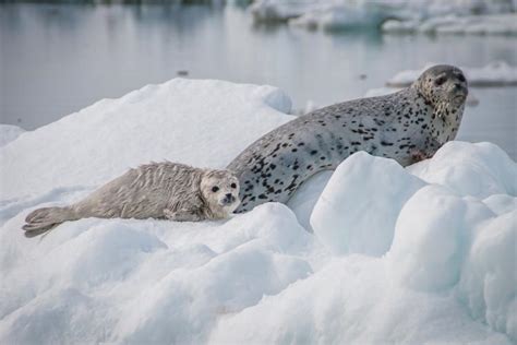 Study connects physical decline of Alaska seals to warming Arctic