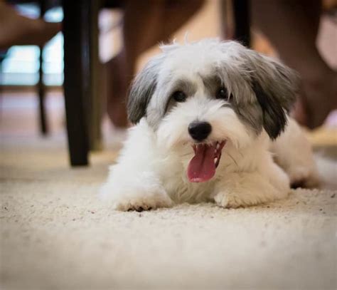 24 Cute Havanese Haircut Ideas - Different Types and Styles