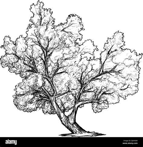 Sketch of leaning tree Stock Vector Image & Art - Alamy