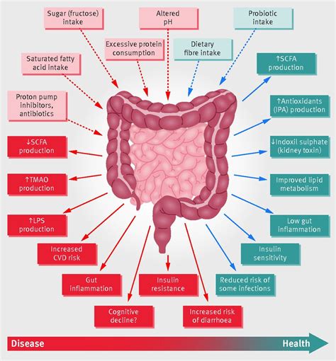 Therapeutic Modulation Of Microbiota Host Metabolic | Gut microbiota ...