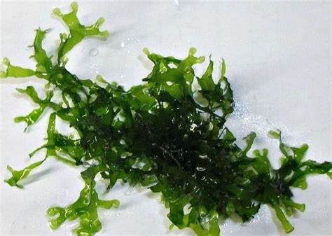 Best Aquarium Moss: Care, Types, Propagation, Carpet, CO2