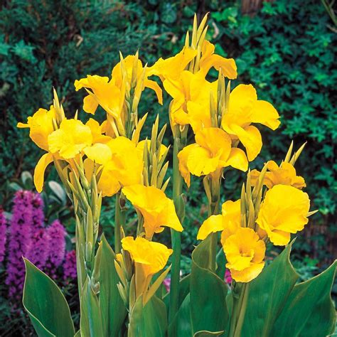 Breck's Yellow Flowers King Humbert Giant Canna Lily Bulbs (5-Pack ...