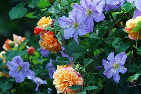 Rose Garden Companion Plants | Fasci Garden