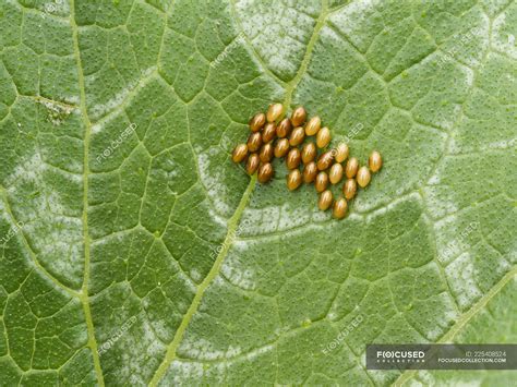 Squash bug eggs on squash leaf; Upper Marlboro, Maryland, United States of America ...