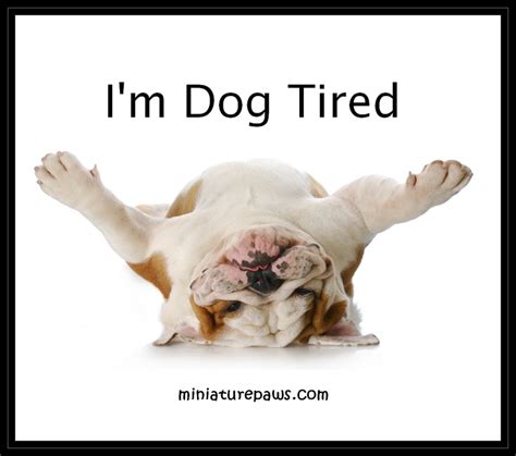 Dog Meme- Dog Tired | Bull Dogs | Pinterest