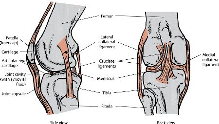 Figure: Stifle joint, dog - MSD Veterinary Manual