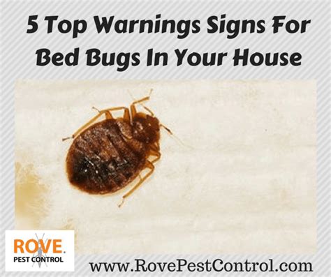 5 Top Warnings Signs For Bed Bugs In Your House - Rove Pest Control