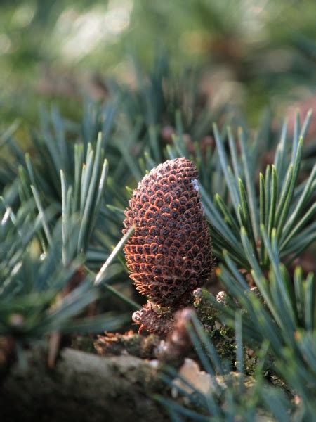 Cedrus libani | Pictorial guide to the flora of the British Isles | MAKAQueS.com