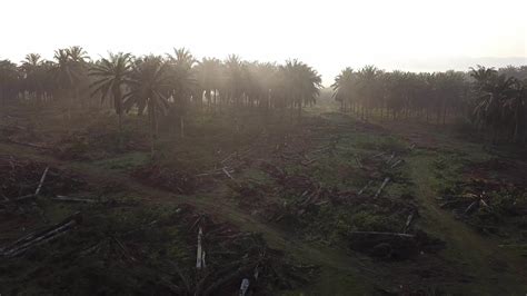 Oil palm plantation in the farm is cleared for the plantation. 9017335 ...