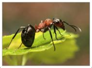 Pest Identification Center