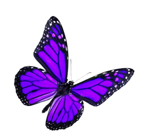 🥇 Image of nature insect png overlay animal Butterfly flying - 【FREE PHOTO】 100033121