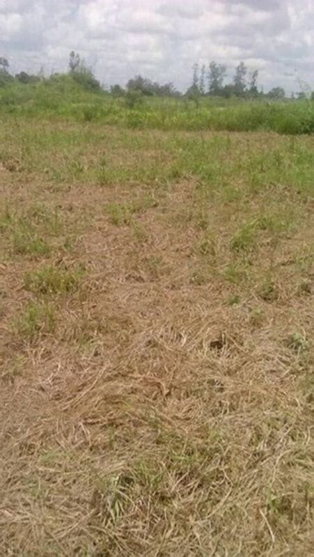 BUY A PLOT IN NDOLA ｜BE FORWARD