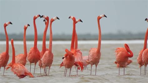 pink flamingos salt lagoons ria largartos Stock Footage Video (100% Royalty-free) 2471780 ...