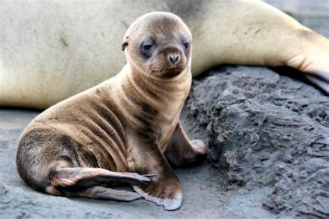 Galapagos Sea Lion