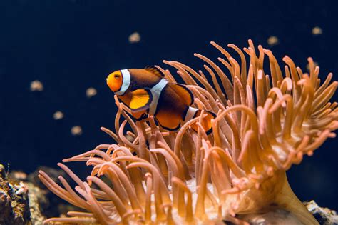 Riveting Facts About the Marine Biome You Probably Didn't Know ...