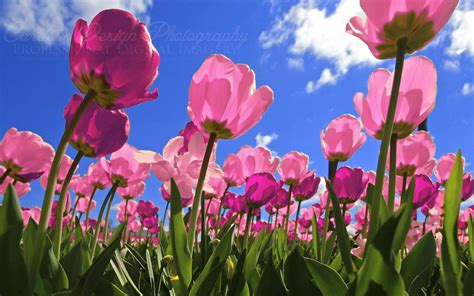 Pink Tulips Wallpaper (68+ images)