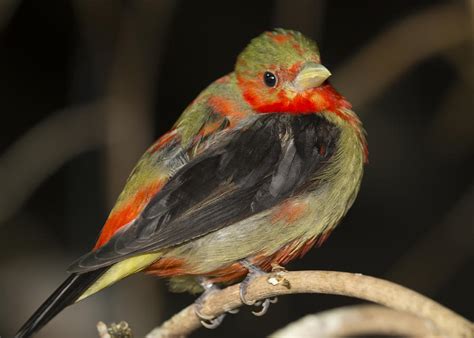 Male Scarlet Tanager Photograph by Gerald Murray Photography - Fine Art America