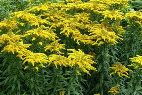 Goldenrod: varieties, care tips, uses & more - Plantura