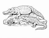 Printable Alligator Pictures Coloring Home sketch template