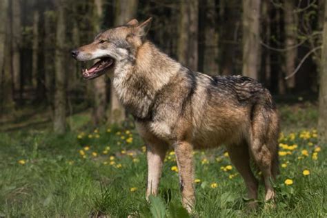 Eurasian wolf– Facts, Size, Habitat, Pictures