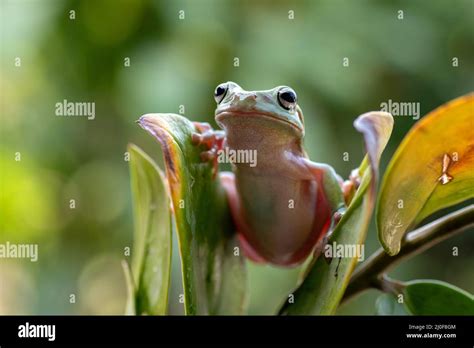 White-lipped tree frog Stock Photo - Alamy