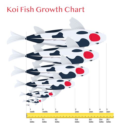 How Fast Do Koi Fish Grow? Growth Chart & Infographic | Hepper