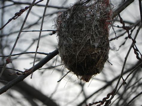 Baltimore Oriole nest...