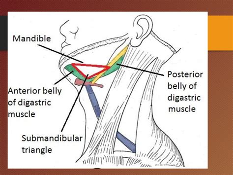 submandibular Salivary glands antomy