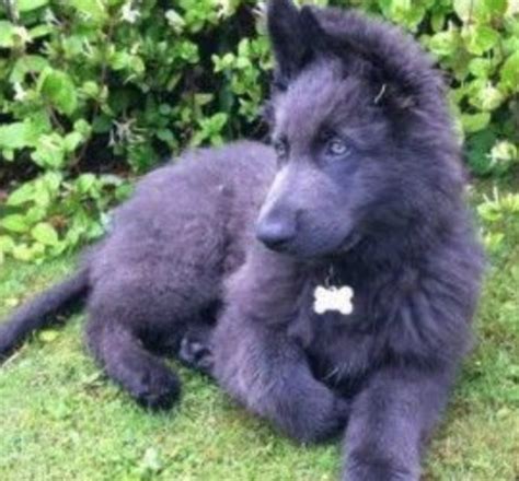 Blue German Shepherd Dogs: Traits, Characteristics, and More