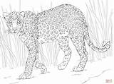 African Leopard coloring Page  Free Printable Coloring Pages sketch template