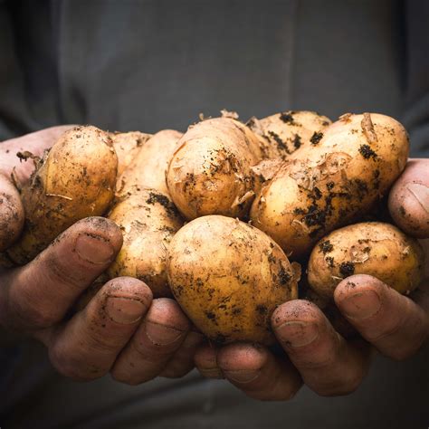 How to Chit and Grow Potatoes in containers – Seed Pantry Blog