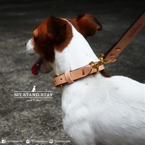 SIT.STAND.STAY Dog collar & leash #sitstandstay #dogcollar #doglead # ...