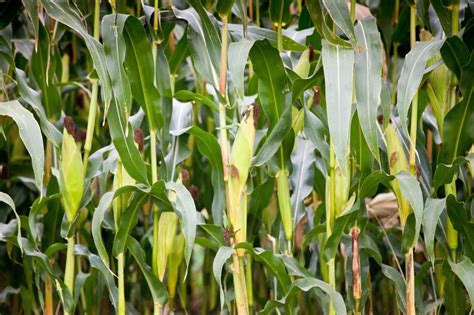 Suffolk trials push energy maize performance - Crop Production Magazine