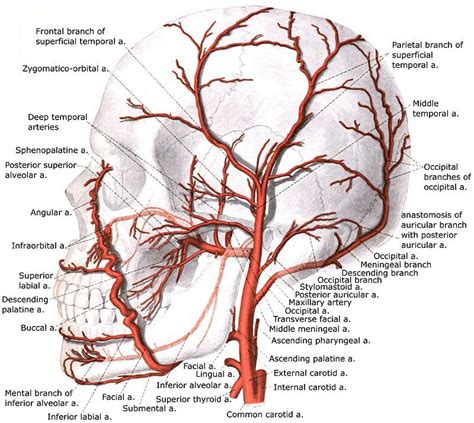 External carotid artery with branches - Deep temporal arteries - Wikipedia | Arteries anatomy ...