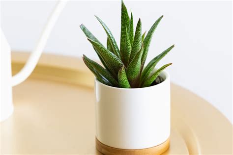 Gasteria: Plant Care & Growing Guide