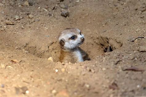 All about meerkats - Curiosities and facts - Proto Animal