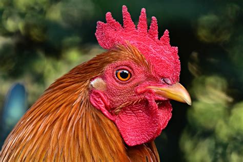 50 Chicken Facts for Kids That Will Surprise You! – Facts For Kids