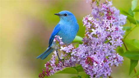 22 Bird and Butterfly Wallpapers - Wallpaperboat